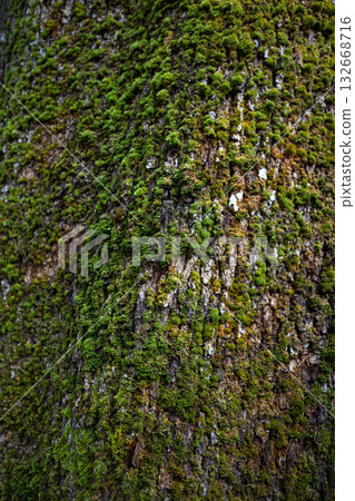 Close up of the plant texture of a tree trunk 132668716