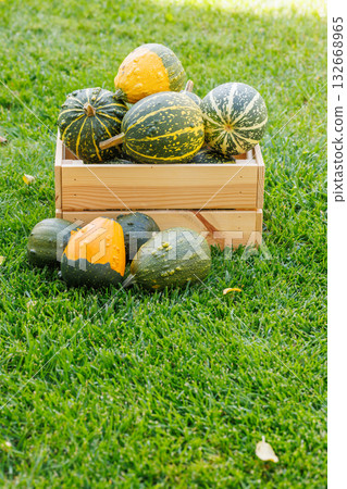 Various pumpkins in a wooden box on sunny green grass, autumn harvest scene 132668965