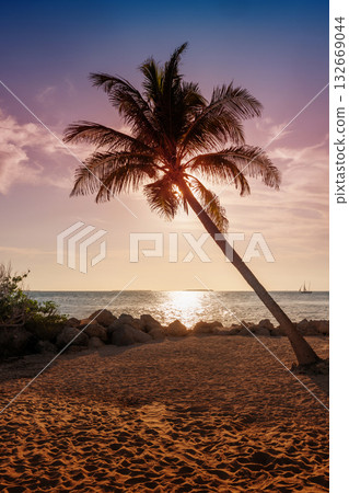 Sunset with a palm tree on the ocean shore 132669044