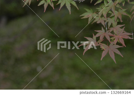 新鮮的楓葉剛開始變色 132669164
