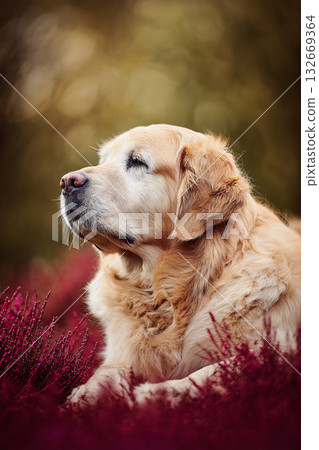 一隻老年犬靜靜地站在紅草地上。 132669364