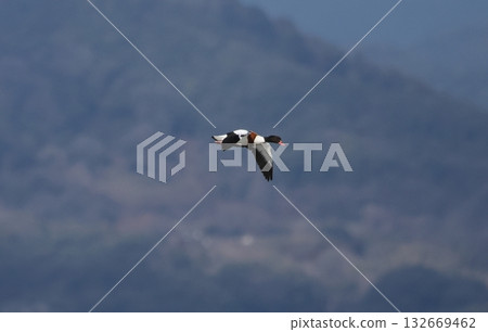 Common shelduck in flight Common shelduck in flight 132669462