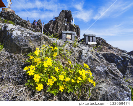 Miyamakinbai blooming on the summit of Mt. Hayachine Miyamakinbai blooming on the summit of Mt. Hayachine 132669474