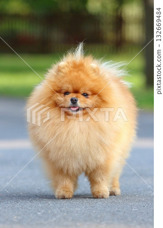 Very cute pomeranian dog breed 132669484