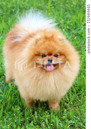 Very cute pomeranian dog breed Very cute pomeranian dog breed 132669485