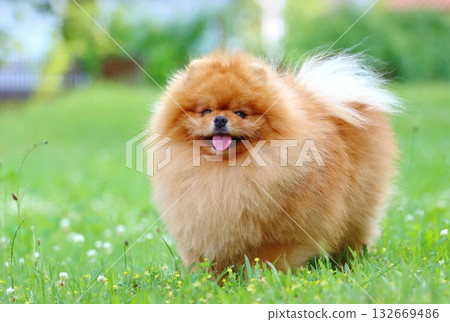 Very cute pomeranian dog breed Very cute pomeranian dog breed 132669486
