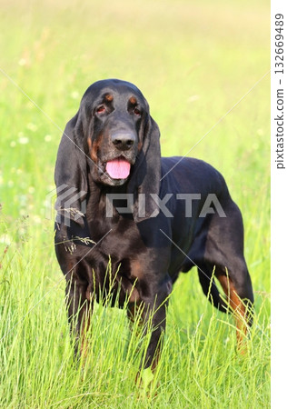 Very rare black and tan coonhound Very rare black and tan coonhound 132669489