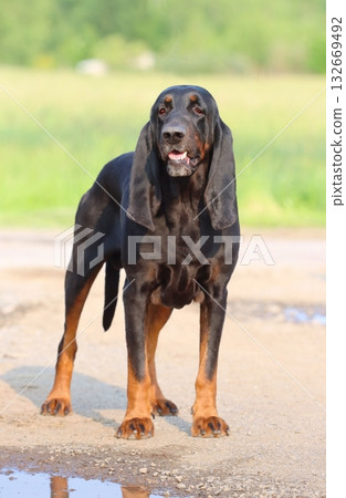 Very rare black and tan coonhound Very rare black and tan coonhound 132669492