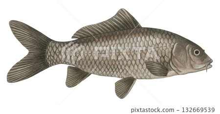 Carp illustration 132669539