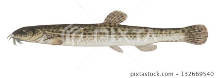 Illustration of loach Illustration of loach 132669540