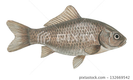 cru魚的插圖 132669542