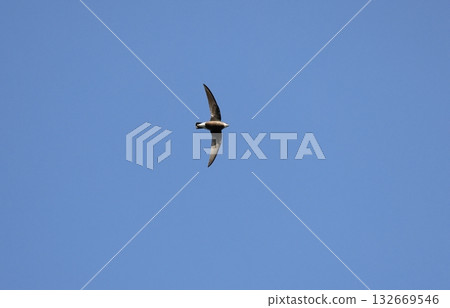 Flying white-throated needletail 132669546