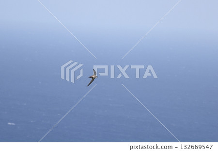 Flying white-throated needletail 132669547