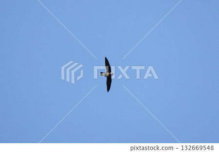 Flying white-throated needletail 132669548