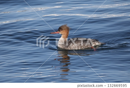 Female fish Female fish 132669595