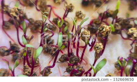 Microgreens. Growing Beets at Home. Three-Week Beet Sprouts. Instructions. Microgreens. Growing Beets at Home. Three-Week Beet Sprouts. Instructions. 132669650