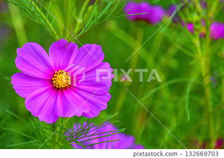 Cosmos field Cosmos field 132669703