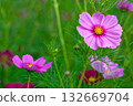  Cosmos field 132669704