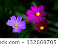 Three color cosmos 132669705