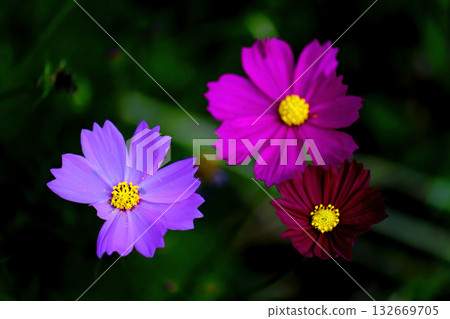 Three color cosmos Three color cosmos 132669705