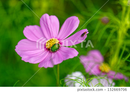 昆蟲聚集在庫斯莫斯島上 昆蟲聚集在庫斯莫斯島上 132669706