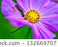 Caterpillar on cosmos 132669707