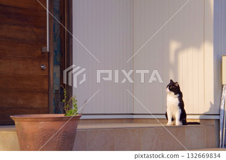 A cat looking away from the front door A cat looking away from the front door 132669834
