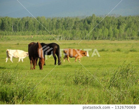 Arshan, Buryatia.  horses graze in a green meadow. 132670069