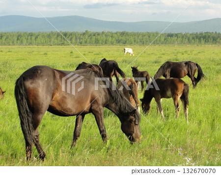 Beautiful horses graze in a green meadow. Beautiful horses graze in a green meadow. 132670070