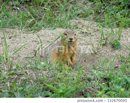 A brown Buryat ground squirrel, or marmot, stands in a green field and looks around cautiously. 132670093