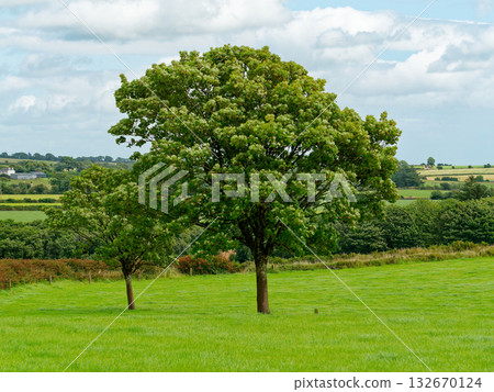 Two green trees stand prominently in a field of vibrant green grass. Rolling hills and distant buildings are visible under a partly cloudy sky in West Cork. Two green trees stand prominently in a field of vibrant green grass. Rolling hills and distant buildings are visible under a partly cloudy sky in West Cork. 132670124