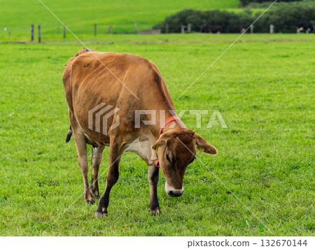 Jersey cow grazing in a lush green pasture in the countryside of West Cork, Ireland on a sunny day. 132670144