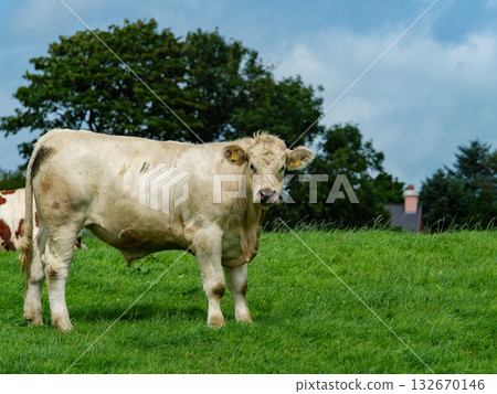A light-colored bull stands in a lush green field, grazing in West Cork. Behind it are green trees, another cow, and a building. A light-colored bull stands in a lush green field, grazing in West Cork. Behind it are green trees, another cow, and a building. 132670146