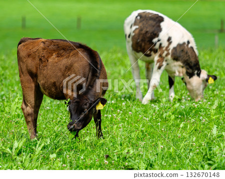 Young cattle peacefully graze on lush green grass in a tranquil West Cork pasture, Ireland during daytime. Young cattle peacefully graze on lush green grass in a tranquil West Cork pasture, Ireland during daytime. 132670148