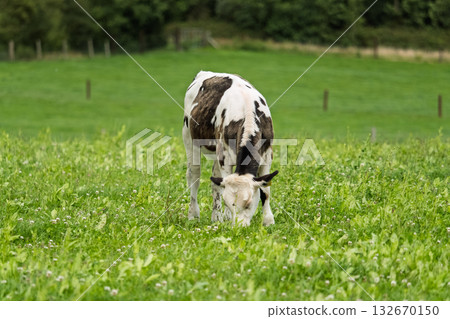 Cow grazing in a lush green meadow on farmland in scenic West Cork, Ireland, with a forest backdrop. Cow grazing in a lush green meadow on farmland in scenic West Cork, Ireland, with a forest backdrop. 132670150