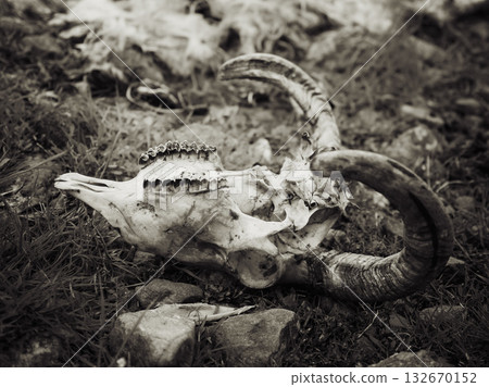 Ram skull resting on the grass in a field, showing horns and teeth, with rocks and some fur in the background. Ram skull resting on the grass in a field, showing horns and teeth, with rocks and some fur in the background. 132670152