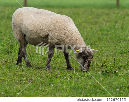 A single sheep is grazing in a verdant field. The sheep's wool is of a creamy white colour. This serene scene is situated in West Cork, Ireland. 132670155