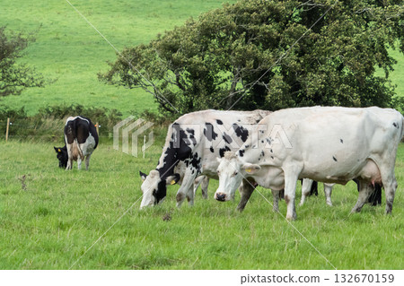 Several black and white cows graze on green grass in a field with trees in the background. This scenic farm landscape is located in West Cork. 132670159