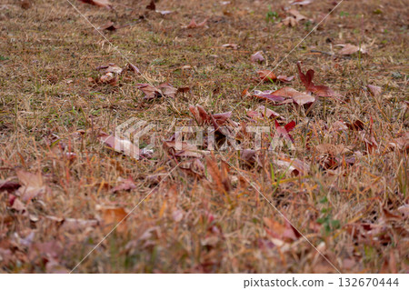 Late autumn lawn with fallen leaves Late autumn lawn with fallen leaves 132670444