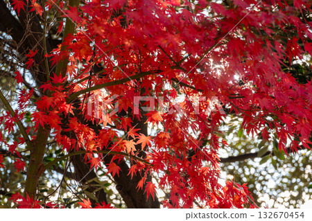 Autumn leaves trees and light 132670454