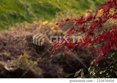 秋日背景，紅葉枝條點綴其間。 132670456