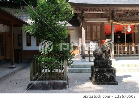 Komainu在神社 132670502
