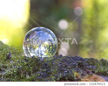 生態影像—玻璃樹與苔蘚森林 生態影像—玻璃樹與苔蘚森林 132670521