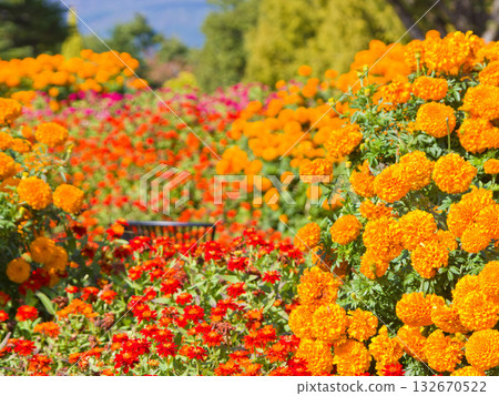 橙色萬壽菊和百日菊花園 橙色萬壽菊和百日菊花園 132670522