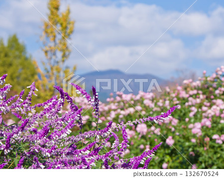 Salvia (Leucantha) and Rose Garden 132670524