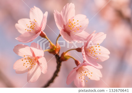 Delicate Cherry Blossoms In Soft Spring Light Delicate Cherry Blossoms In Soft Spring Light 132670641