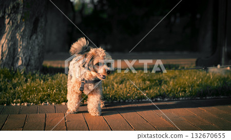 Small Dog Walking in the Evening Sunlight Small Dog Walking in the Evening Sunlight 132670655