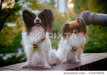 Papillon Dog in Summer Light Papillon Dog in Summer Light 132670656