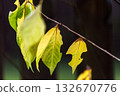 Yellow leaves on a plum tree branch in autumn, shallow depth of field. Windblown. 132670776