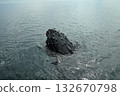 Humpback whale 132670798